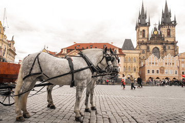 Fototapeta na wymiar Carts with horses in the square of the old town of Prague