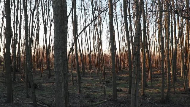 Boschetto di pioppi in una giornata d'inverno