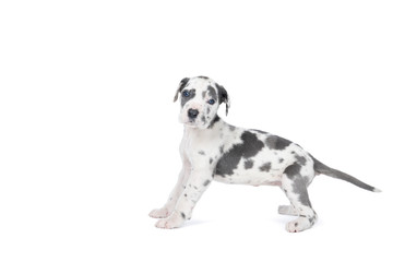 A puppy of the Great Dane Dog or German Dog, the largest dog breed in the world, Harlequin fur, white with grey spots, standing isolated in white