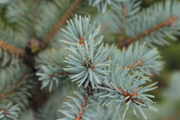 Naklejka na ściany i meble Branches of blue spruce, for the background.