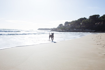 Dog running on the sand at sea. Sunny bright day. Sunset sun. The dog is played on the beach.