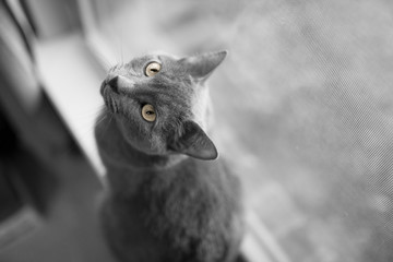 Selective color photo of a Russian Blue cat looking up at you