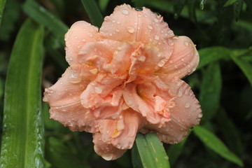 A peach colored daylily growing in a summer garden.