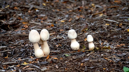 Little white mushrooms on forest floor