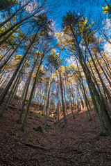 View of the sky through the trees. Sunny weather in Kokorinsko (Kokoř&iacute;nsko) a  protected landscape area in Czech Republic. 