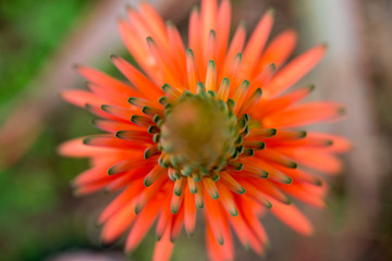 flower spike of agave plant with reddish-orange flowers and buds