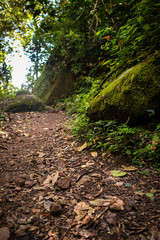 A warm quiet jungle trail in the deep forests of Panama