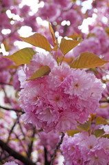 A branch of blooming sakura with delicate pink flowers and green leaves on a spring day