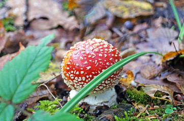 Amanita muscaria mushroom with a red cap in a white dot and a white leg in a forest in yellow leaves and green grass on an autumn day