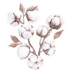 Watercolor bouquet with hand draw cotton, isolated on white background