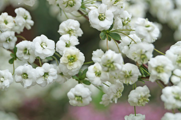 A branch with small flowers with white petals on a bush on a spring day