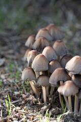 Cluster of small mushrooms growing after a rain
