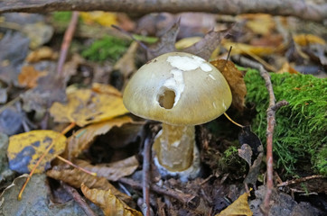 Mushroom with beige and brown hat and white leg in the forest in yellow leaves and green grass on an autumn day