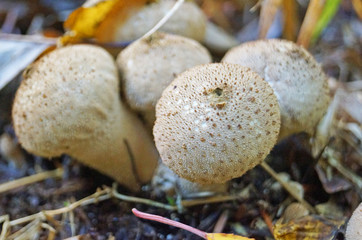 Mushroom with beige and brown hat and white leg in the forest in yellow leaves and green grass on an autumn day