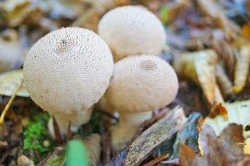 Mushroom with beige and brown hat and white leg in the forest in yellow leaves and green grass on an autumn day