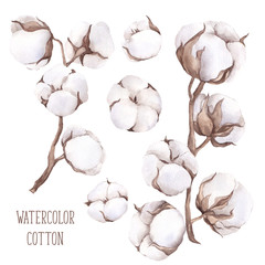 Watercolor bouquet with hand draw cotton, isolated on white background