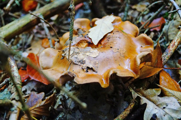 Mushroom with beige and brown hat and white leg in the forest in yellow leaves and green grass on an autumn day