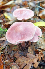 Mushroom with beige and brown hat and white leg in the forest in yellow leaves and green grass on an autumn day