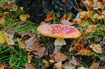 Amanita muscaria mushroom with a red cap in a white dot and a white leg in a forest in yellow leaves and green grass on an autumn day