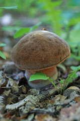 Mushroom Bolétus erýthropus with a brown hat and a yellow-red leg in the forest in yellow leaves and green grass on an autumn day