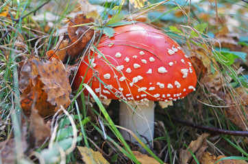 Amanita muscaria mushroom with a red cap in a white dot and a white leg in a forest in yellow...
