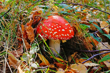 Amanita muscaria mushroom with a red cap in a white dot and a white leg in a forest in yellow leaves and green grass on an autumn day