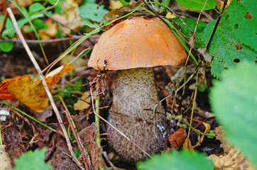 Leccinum mushroom with red cap and white leg in the forest in yellow leaves and green grass on an autumn day