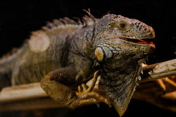 iguana