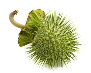 Datura fruit, spiny capsule with seeds, jimsonweed, dope, stramonium, thorn-apple, devil's weed,...