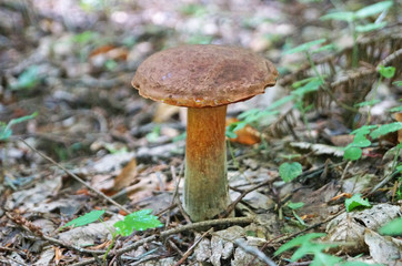 Mushroom Bolétus erýthropus with a brown hat and a yellow-red leg in the forest in yellow leaves and green grass on an autumn day