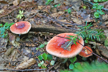 Rússula mushroom with red cap and white leg in the forest in yellow leaves and green grass on an autumn day