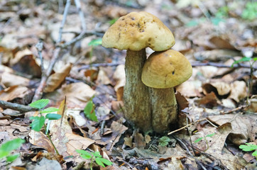 Léccinum scábrum mushroom with beige and brown hat and white leg in the forest in yellow leaves and green grass on an autumn day
