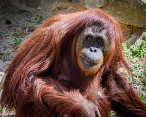 An orangutan looking at you while he sits on the ground © Mike Whalen