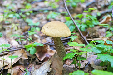 Léccinum scábrum mushroom with beige and brown hat and white leg in the forest in yellow leaves and green grass on an autumn day