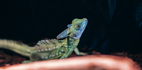 green lizard