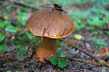 Mushroom Bolétus erýthropus with a brown hat and a yellow-red leg in the forest in yellow leaves and green grass on an autumn day