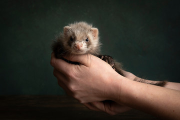 A young ferret or polecat puppy in a stillife scene held in hands by his owner against a green background