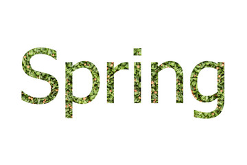 Microgreen font word SPRING made of cilantro microgreen on white background with paper cut shape of letter. Collection of flora font for your unique decoration in summer