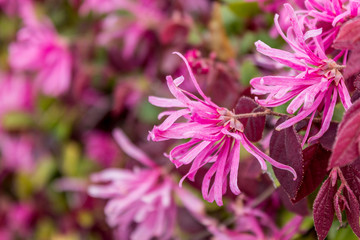 A pink Loropetalum blossom shortly after bloom in the spring
