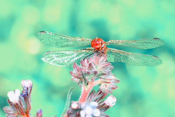 Macro shots, showing of eyes dragonfly and wings detail. Beautiful dragonfly in the nature habitat.