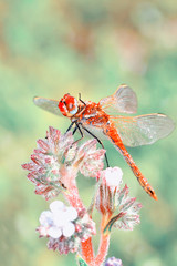 Macro shots, showing of eyes dragonfly and wings detail. Beautiful dragonfly in the nature habitat.