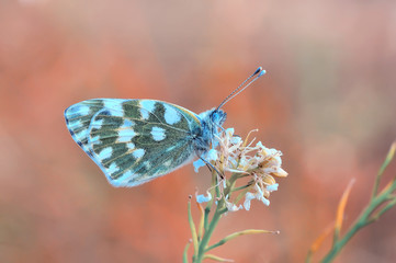 Closeup beautiful butterfly sitting on the flower.
