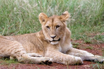Obraz na płótnie Canvas Young Male Lion