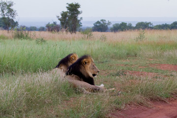 Lions © Simon Abrams
