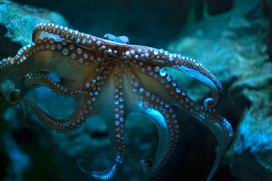 Giant octopus sucked onto glass. Marine animal in an aquarium, legs splayed out displaying the suckers