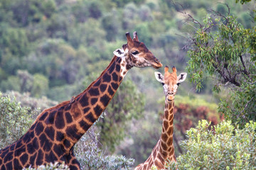 Giraffes