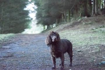 dog in woods