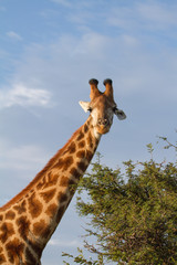 Fototapeta premium Giraffe