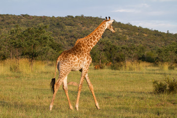 Giraffe