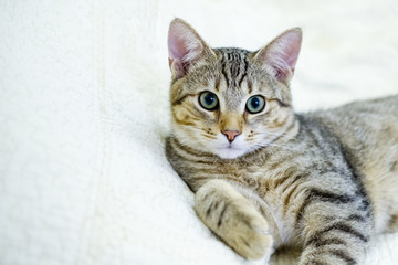 Portrait of a beautiful gray striped cat close up.